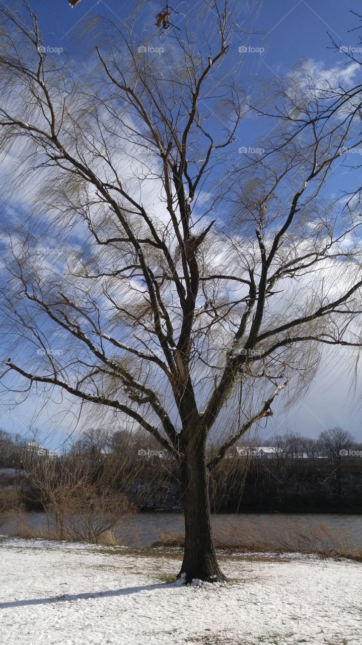 willow tree