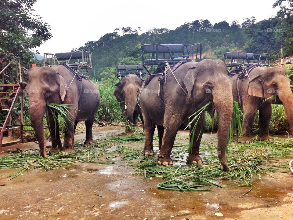 Elephants in jungle