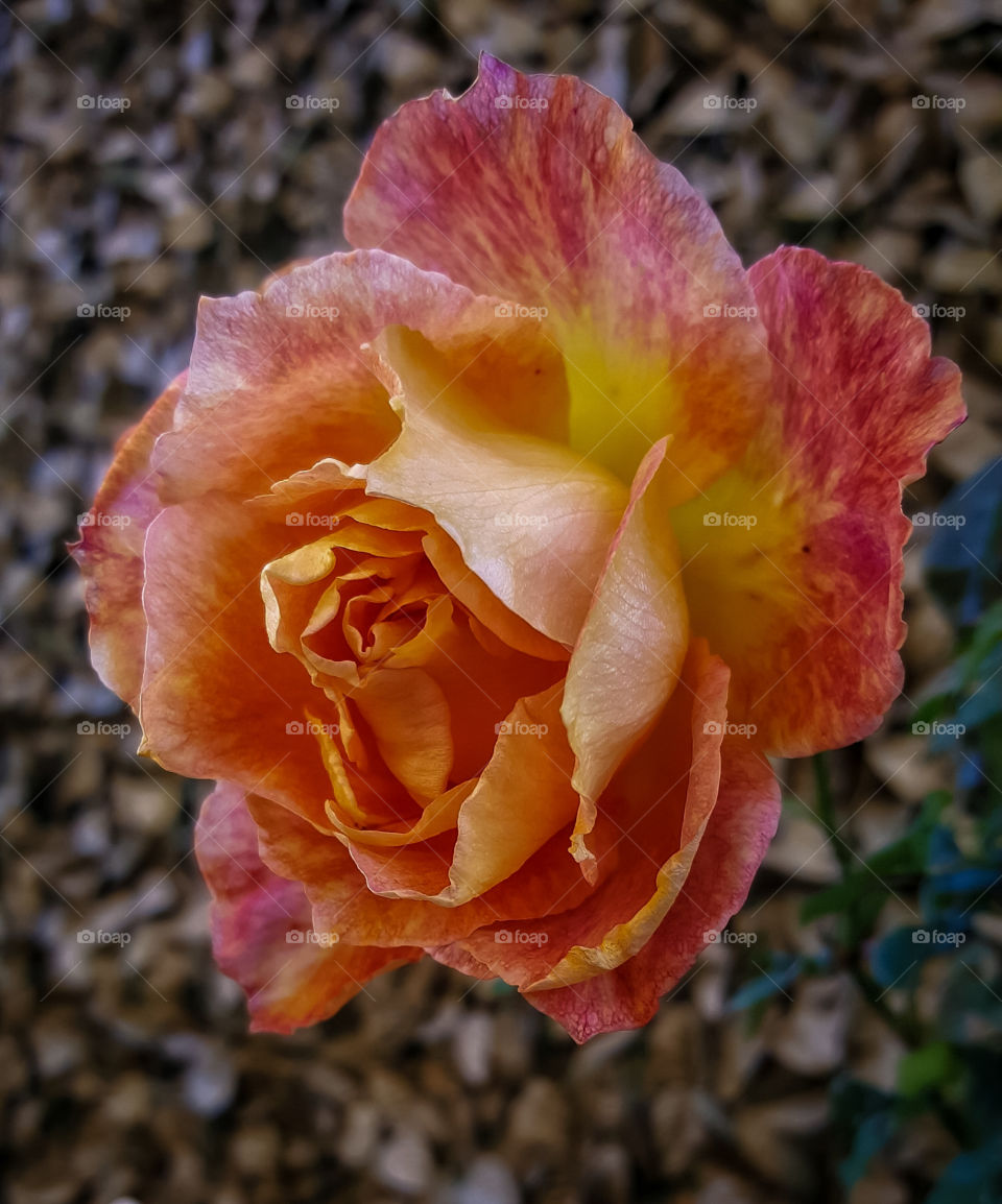 flower garden rosa