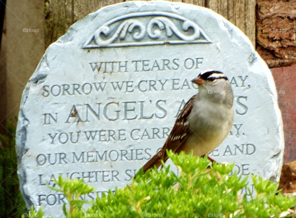 Sparrow with memory stone