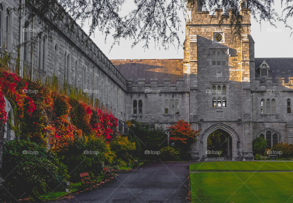 Cork College University