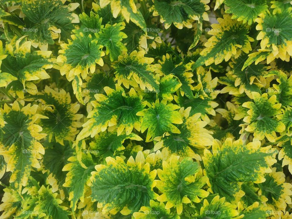 yellow leaf decorative plant for background or wallpaper