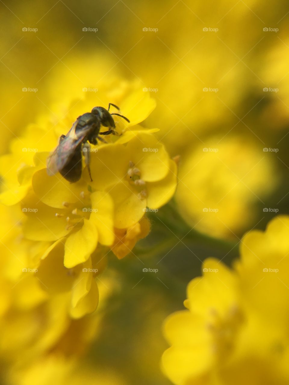 Tiny bee on tiny yellow flower