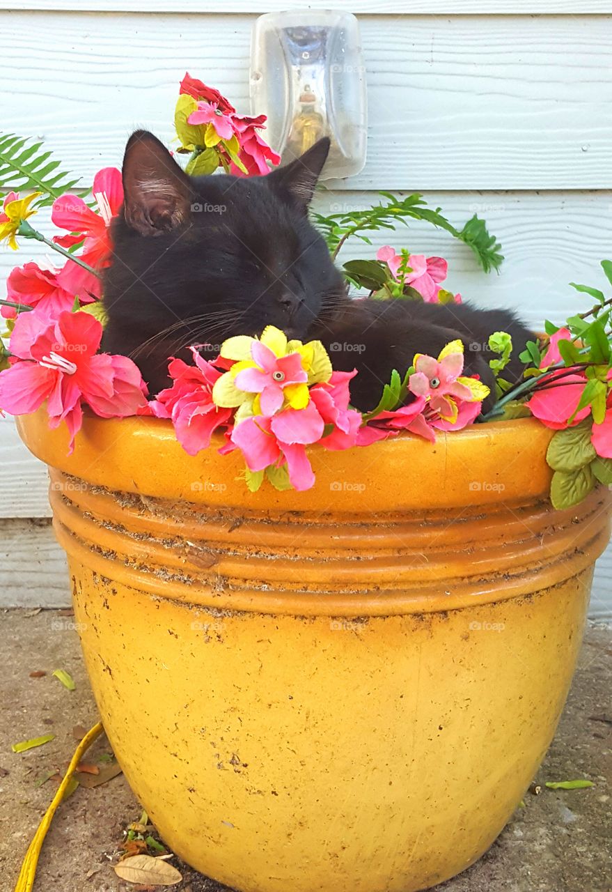 "Bob" asleep in the flower pot