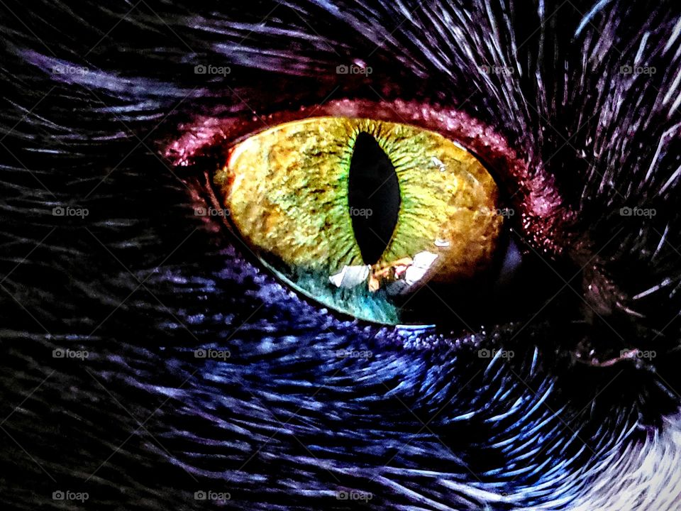 Colorful cat eye