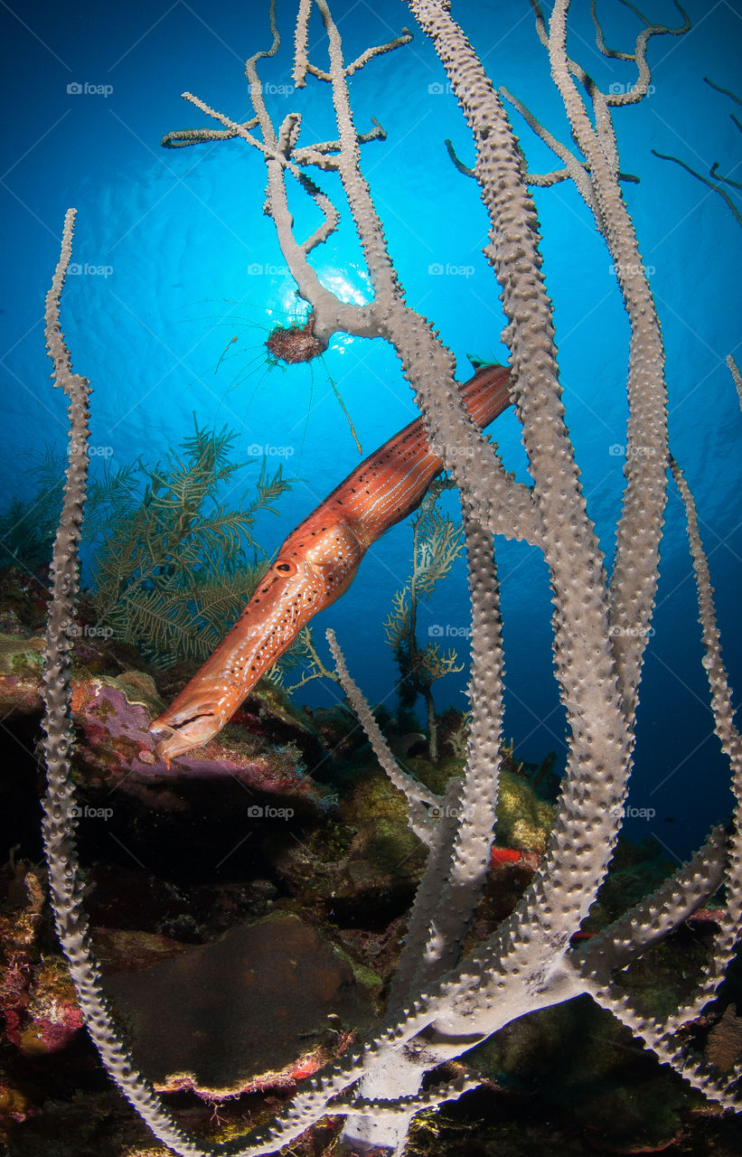 Trumpetfish and coral on a dive in the Caribbean.