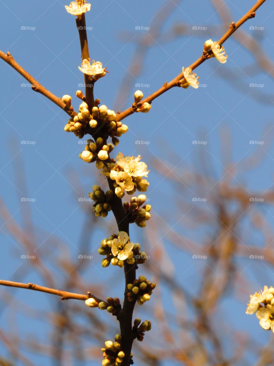 Spring blossom