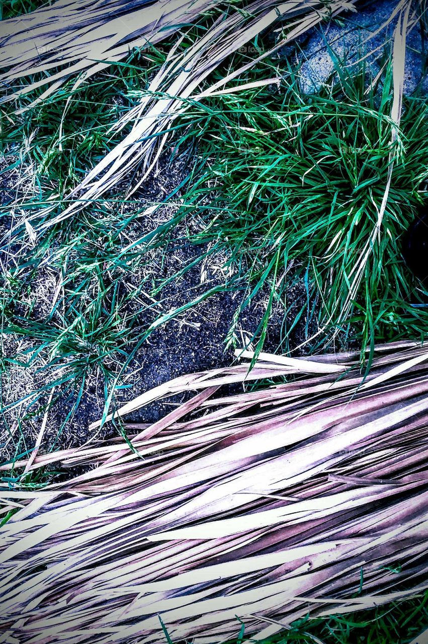 Dead Palm Fronds on Grass