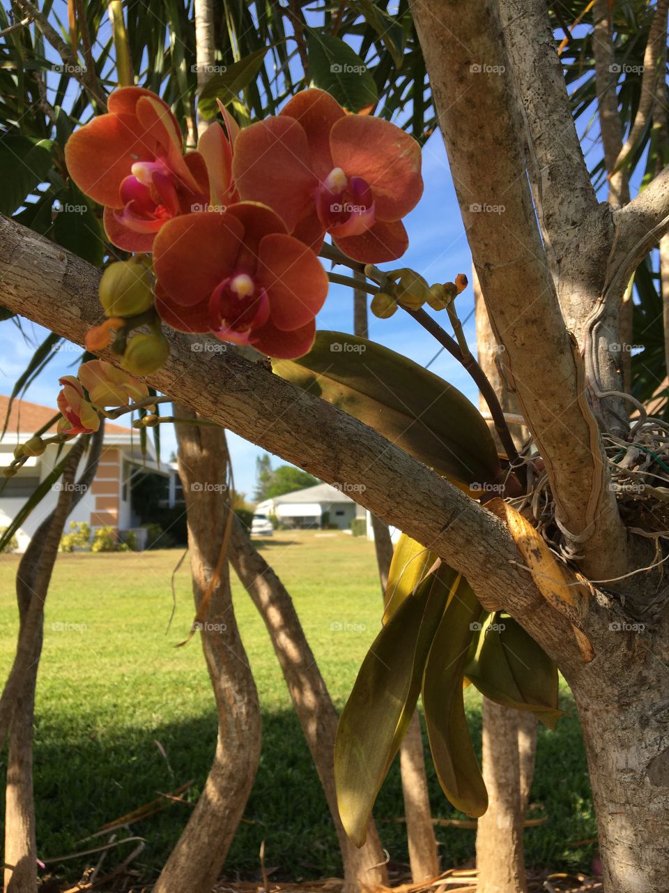 Beautiful tree orchid