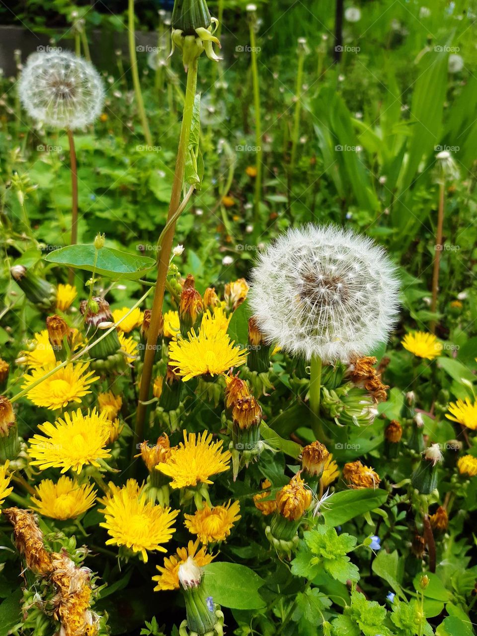 I'm in a field of dandelions, wishing on every one that you'll be mine 🌼