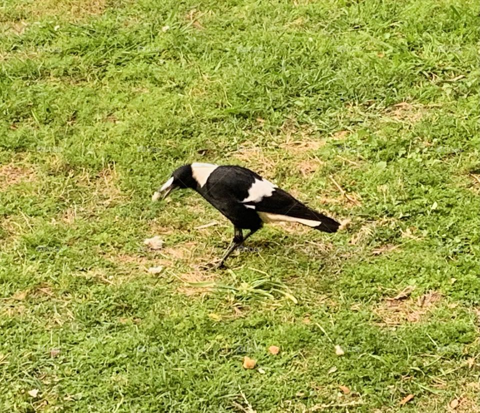 Birds are indicators of the environment. If they are in trouble, we know we'll soon be in trouble.
/Roger Tory Peterson