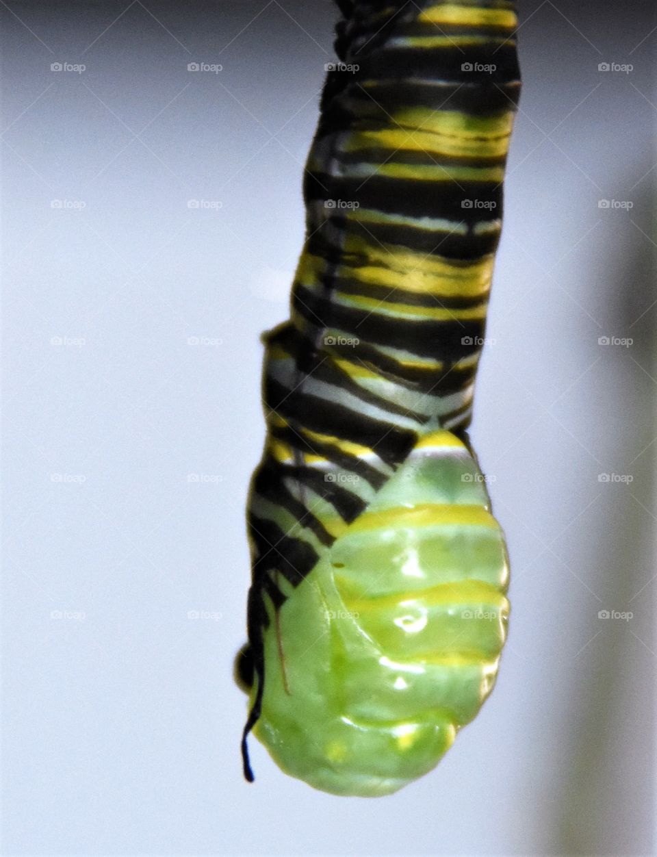 Chrysalis of monarch butterfly beginning to emerge from caterpillar 