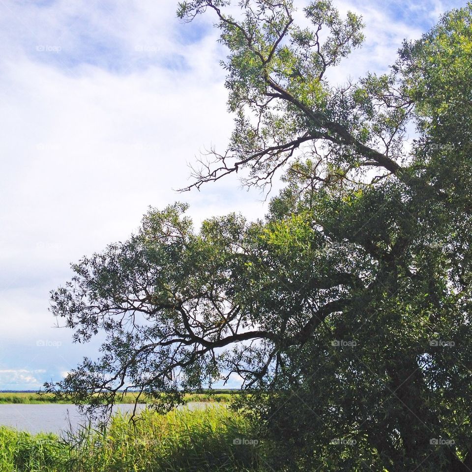 sky trees river tree by omiata