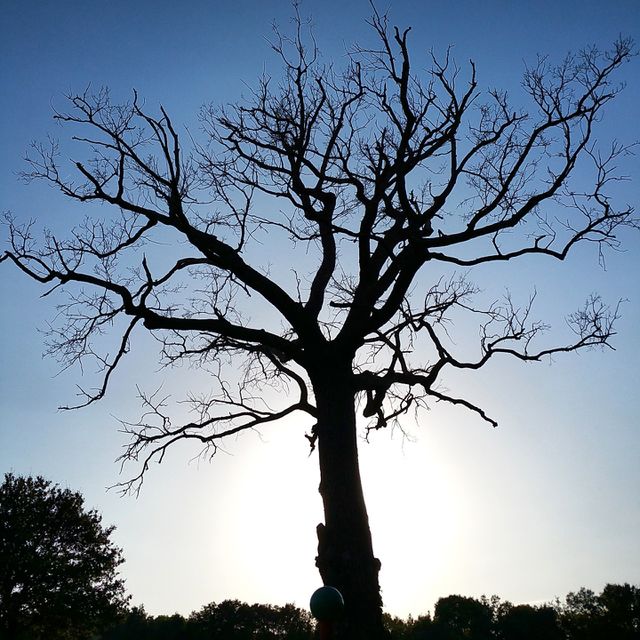 Creepy tree