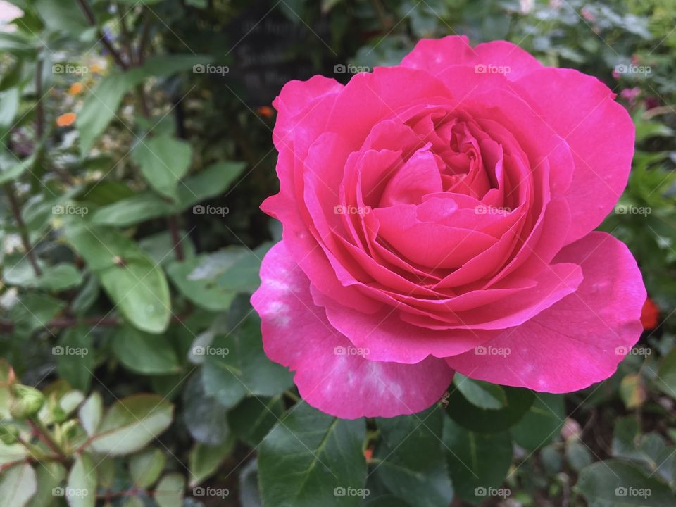 Pink rose close up 