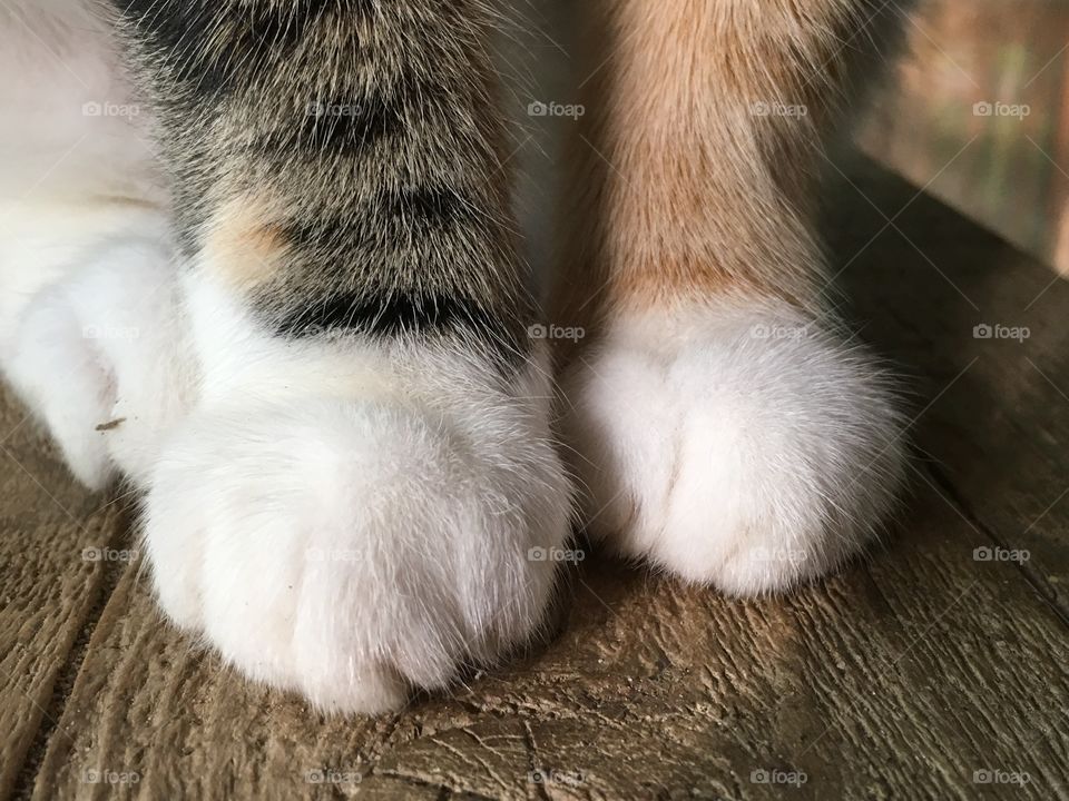 Cat feet 