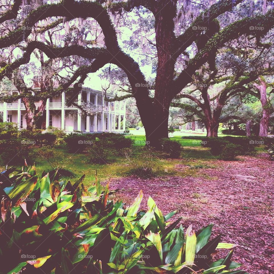 Colonial Garden 