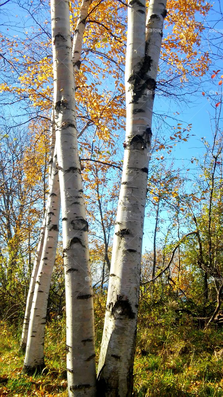 Wood, Tree, Leaf, Fall, Landscape