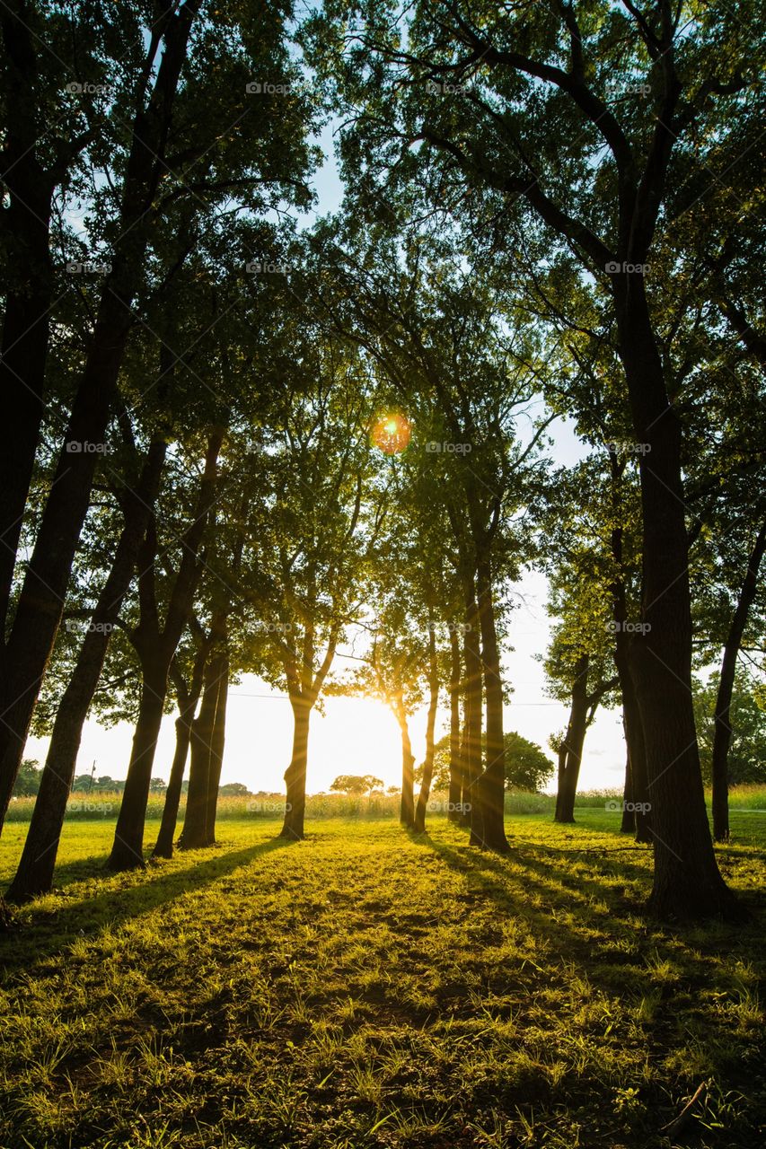 Sunlight through trees