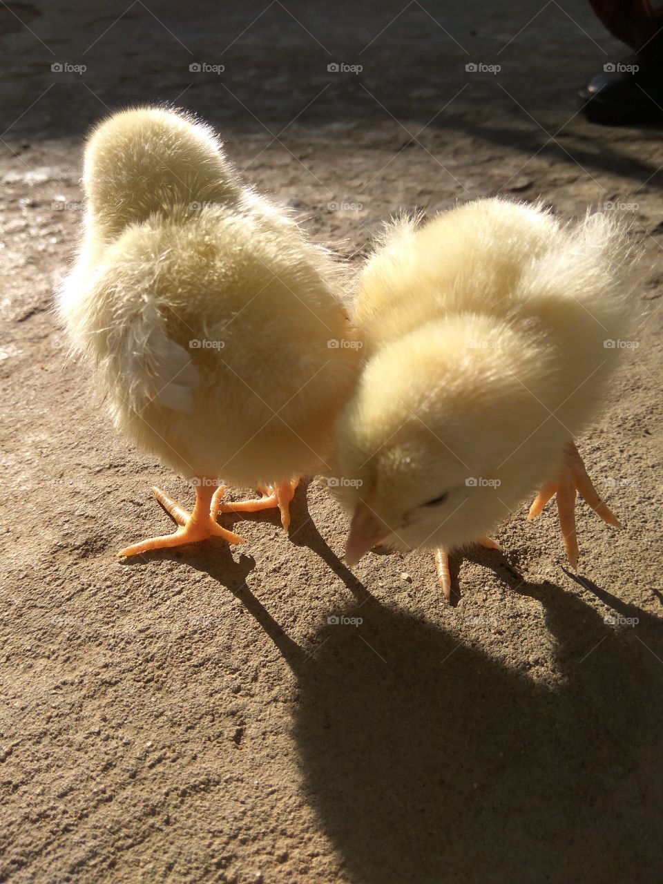 Cute baby chicks