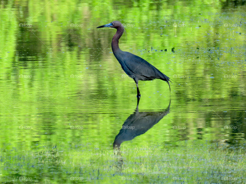 Little blue heron