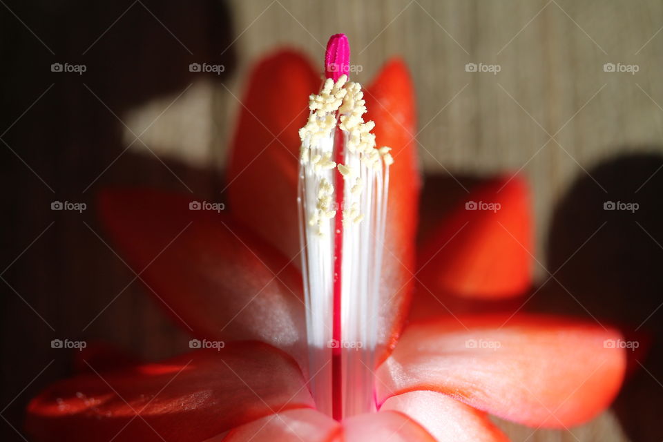 Close-up of red christmas cactus