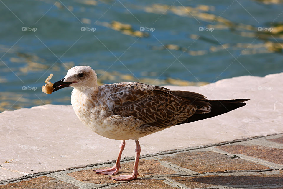 Seagull trying to eat plastic 