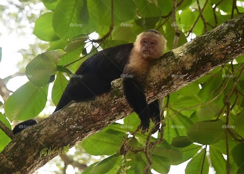 Hanging out in a tree