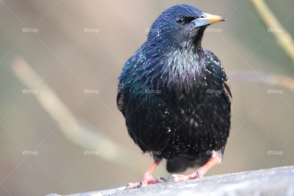 Starling 