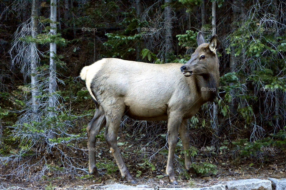 Portrait of a moose in forest