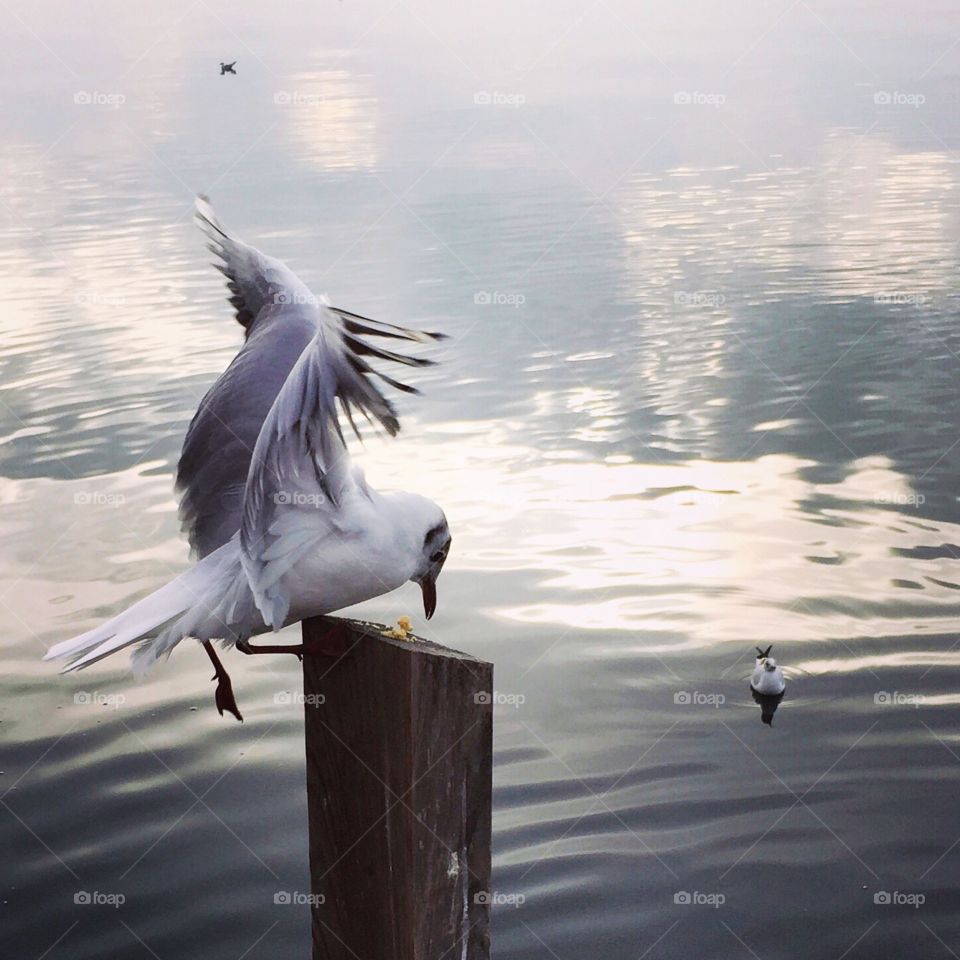 Seagull feeding