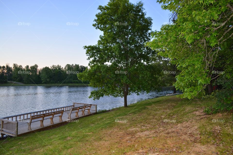 Trees at Lake Anna