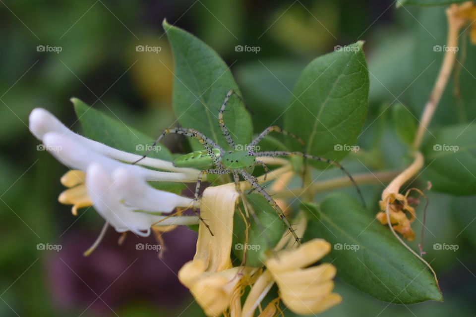 Green lynx spider
