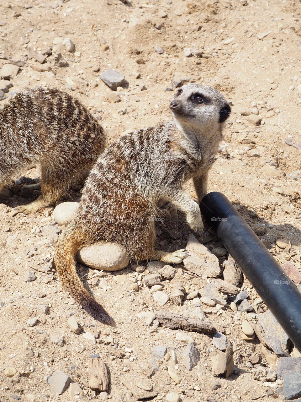 Meerkat looking for food