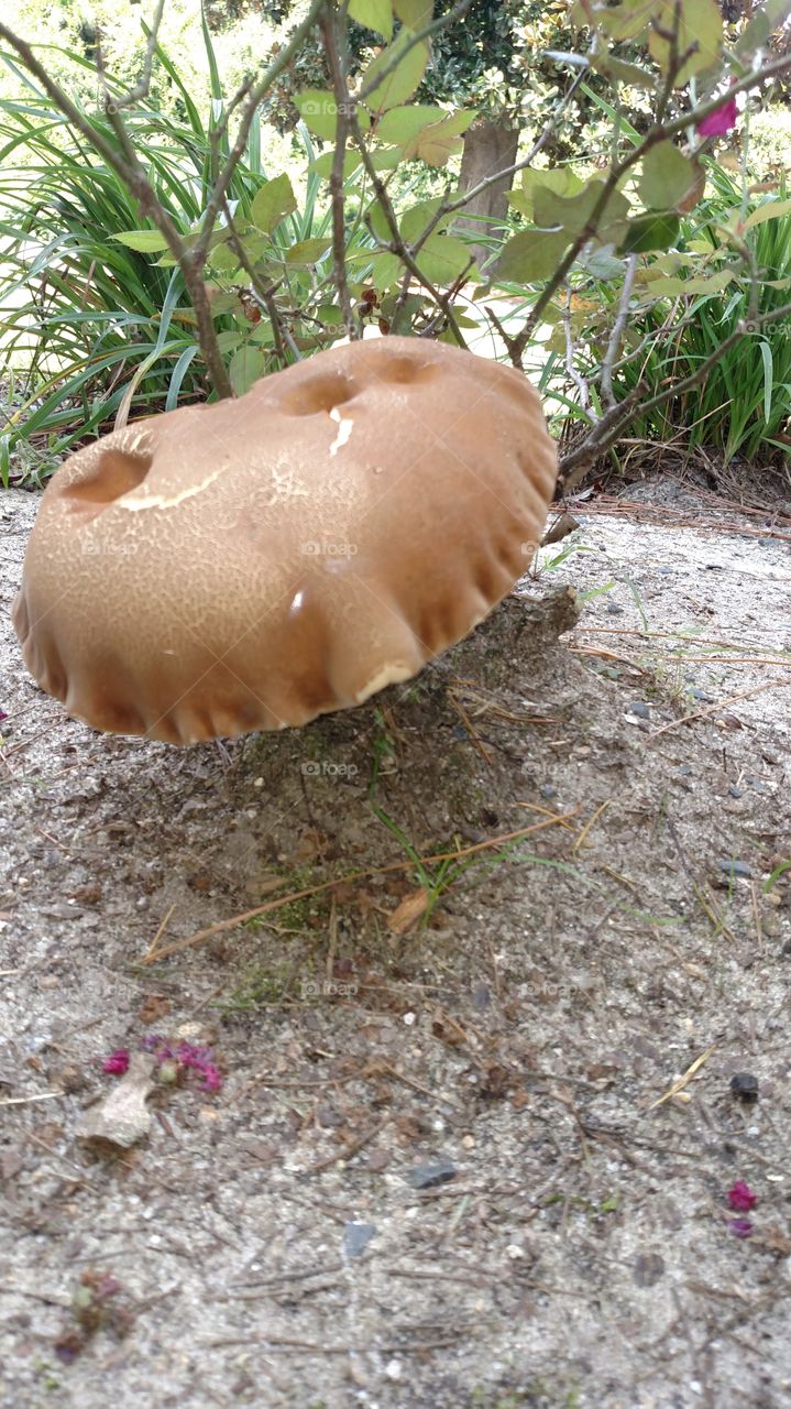 Food, Nature, No Person, Outdoors, Wood