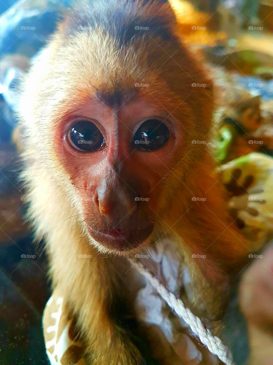 The cutest pets in the world