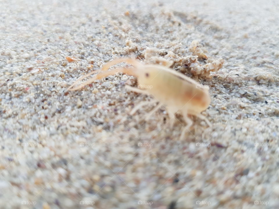 shrimp on beach
