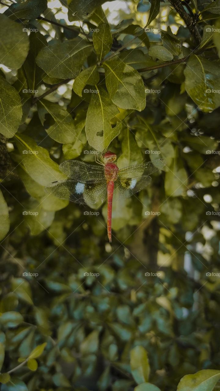 orange dragonfly sleeping on a plant stem
