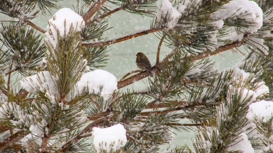Bird hiding from the snow