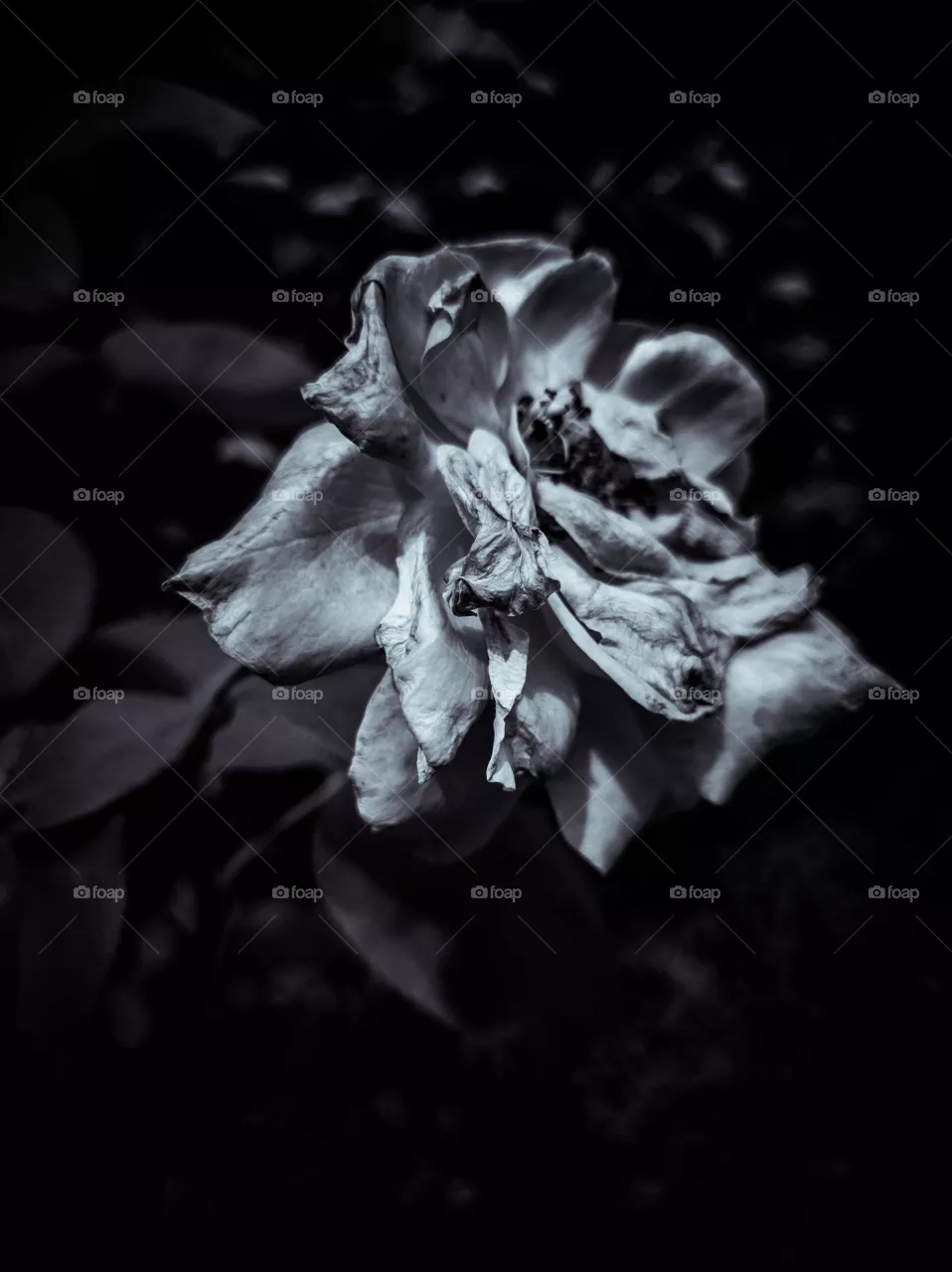 Rose B&W