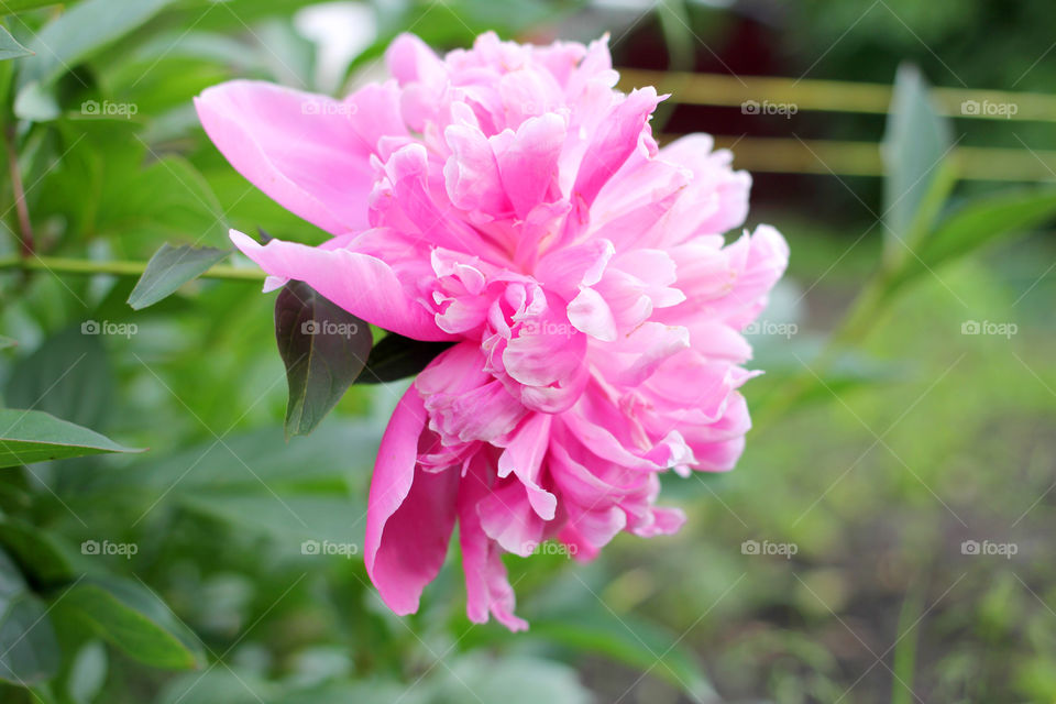 Peony, peonies, roses, pink, red, white, flowers, bouquet, summer, sun, nature. Landscape, still-life, village, flowerbed, plant, vegetation, grass, decor, fluffy, fluffy flowers, bulk flowers, plush flowers, petals, buds, leaves