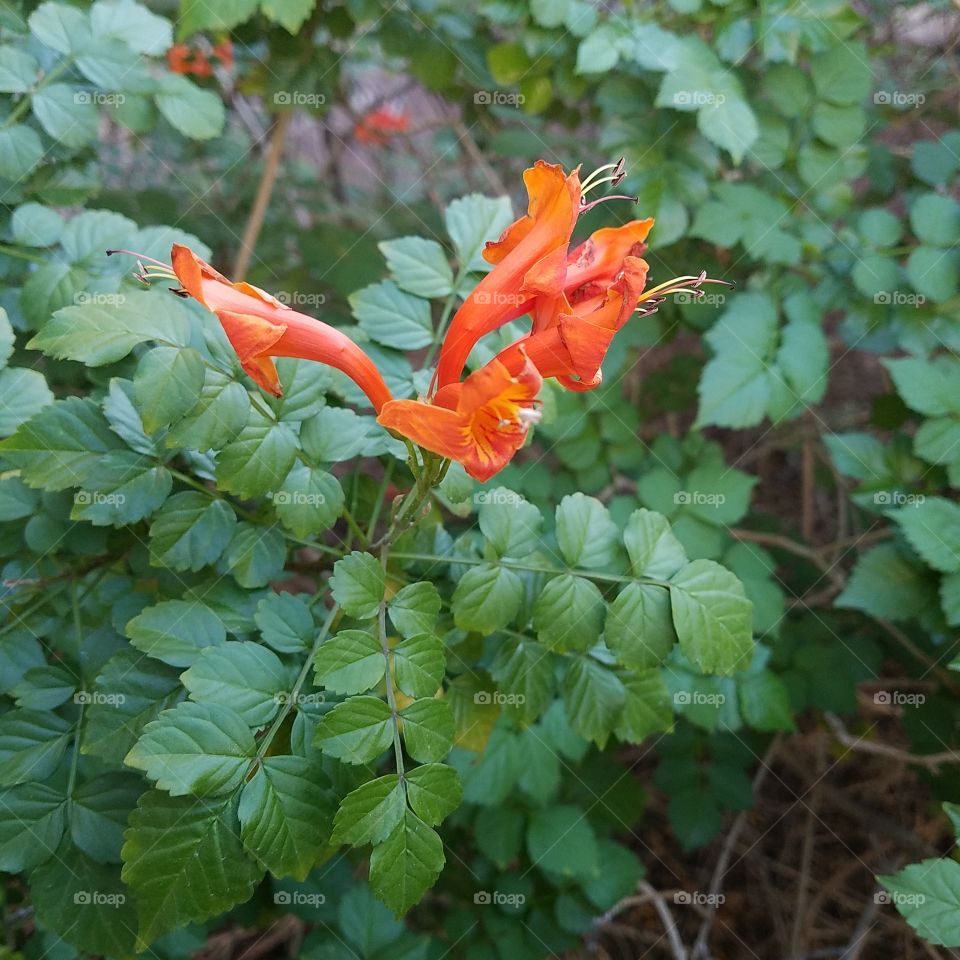 red and orange flowering plants