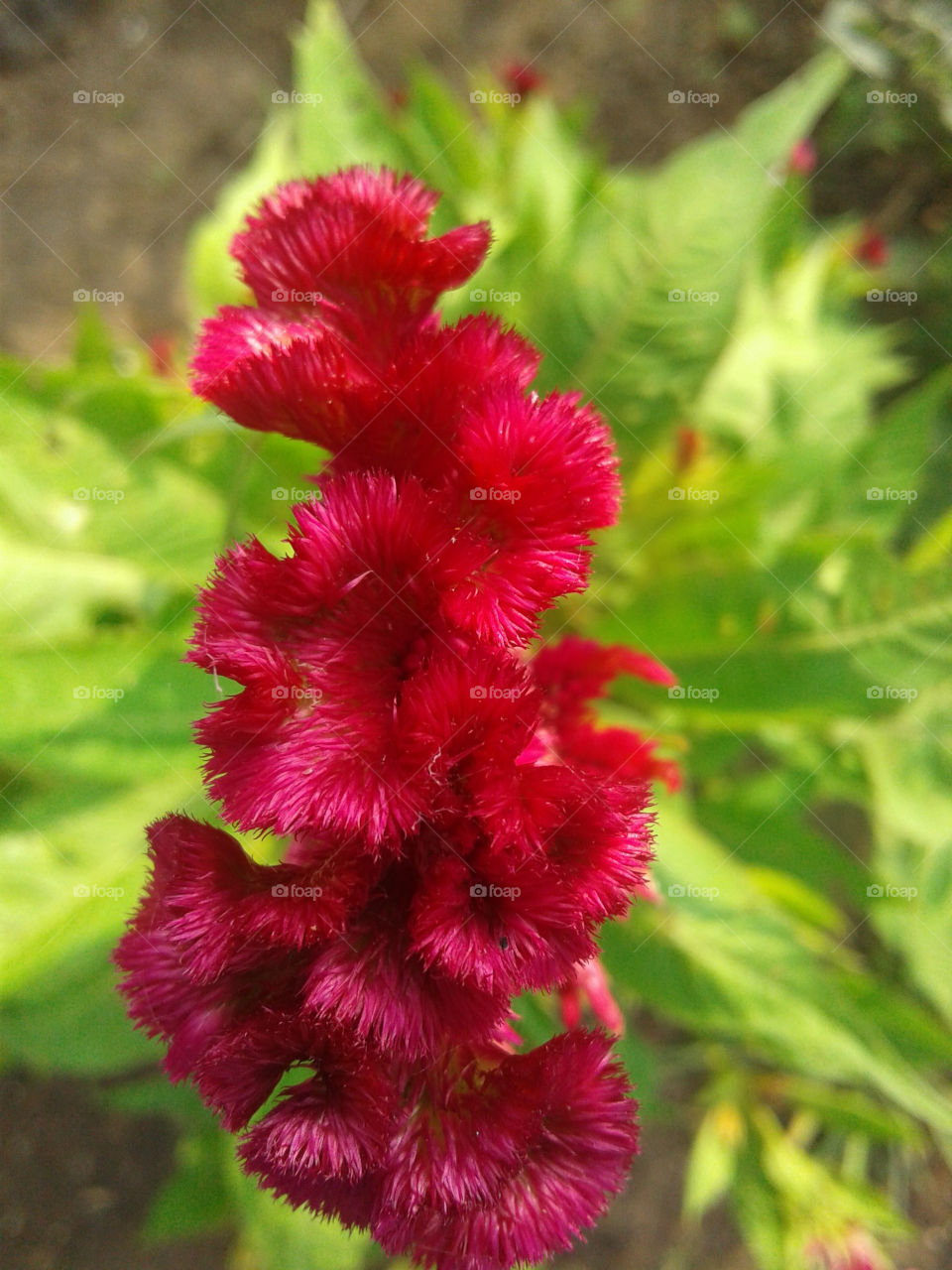 Flower image or wallpaper, It is brain Celosia cockscomb flower with red velvet colour and green foliage blurred background.