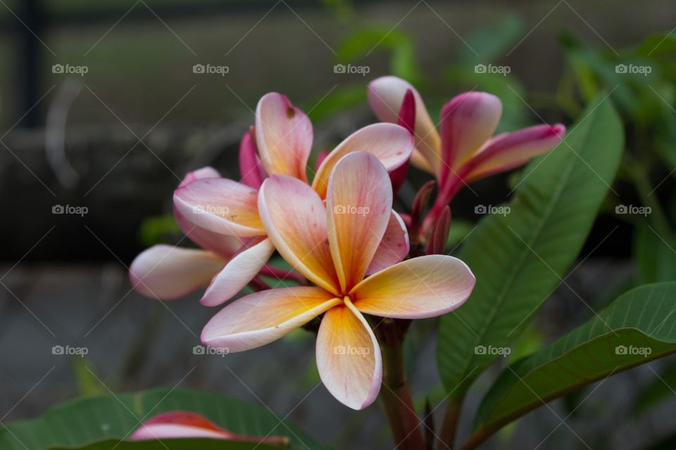 Frangipani Flowers