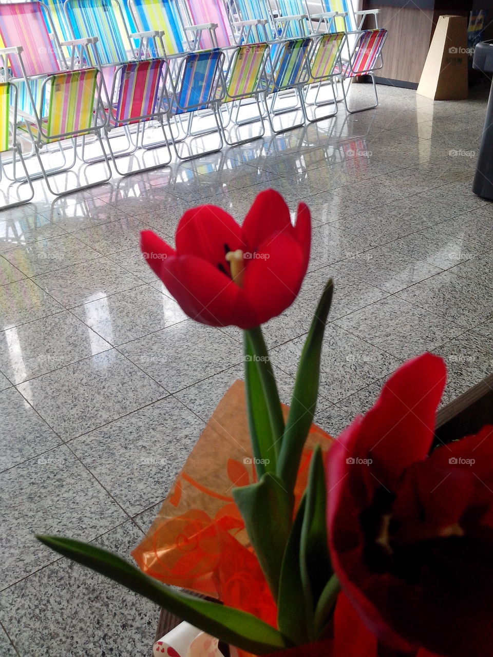 Tulip - Toledo - Brasil