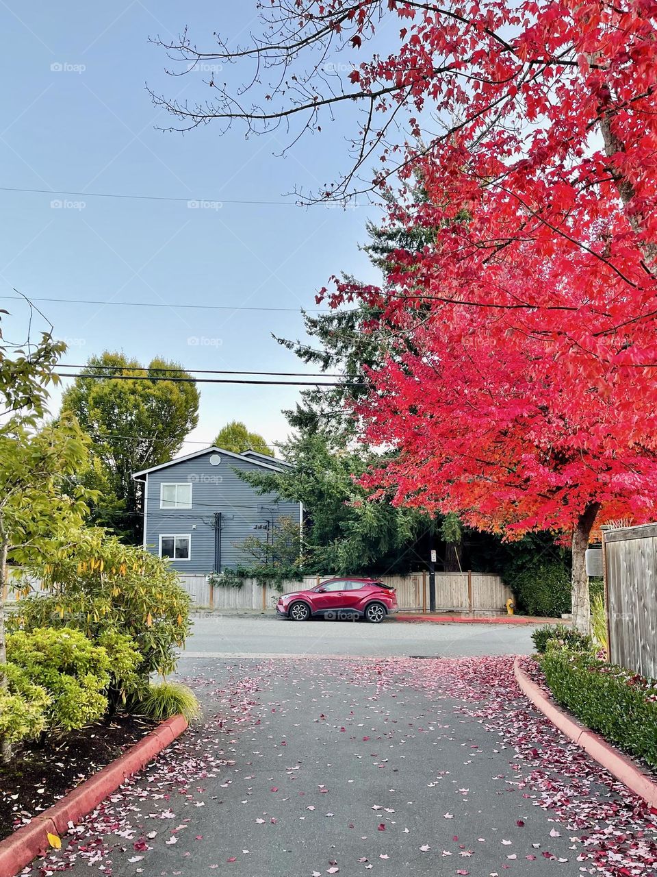 Red maple tree in the autumn 