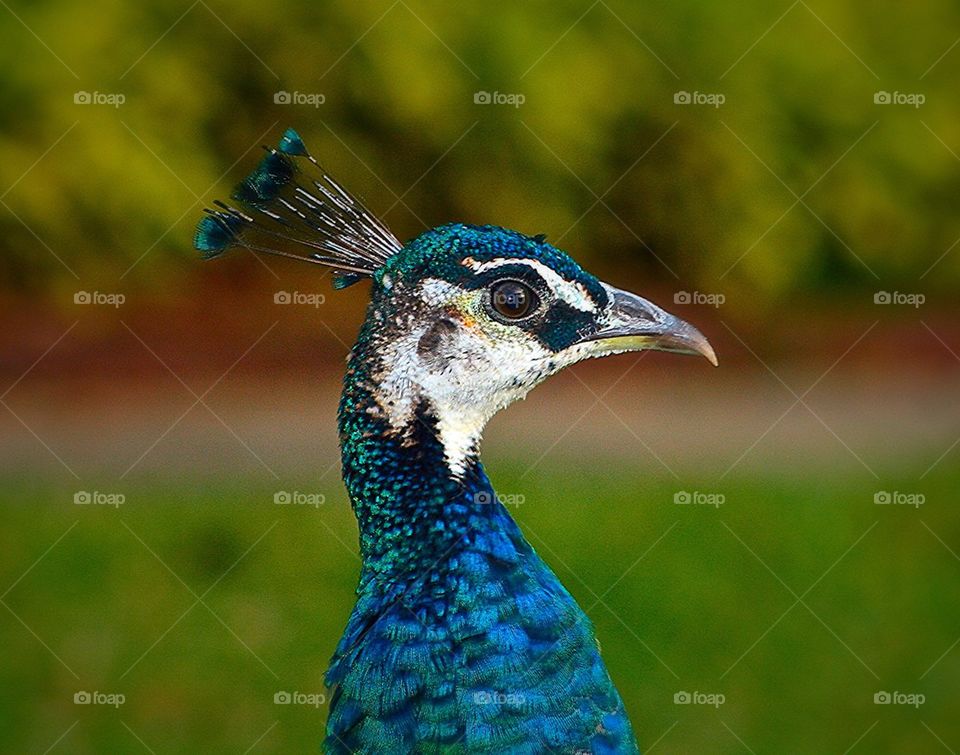 Peacock