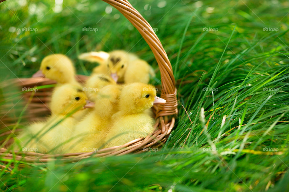 View of ducklings in basket