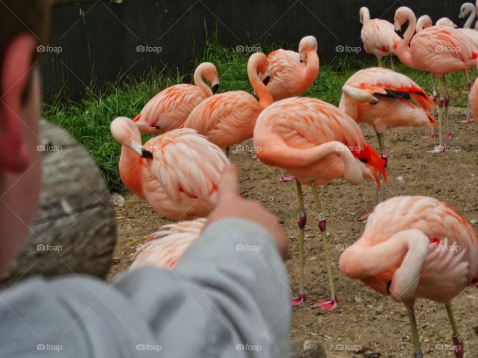 Pink Flamingoes. Child With Flamingoes At The Zoo
