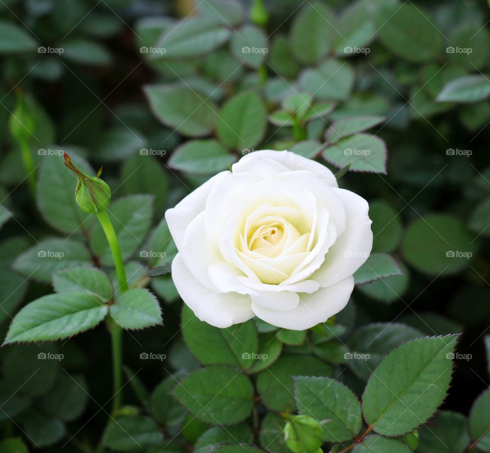 white rose. White  rose in the garden